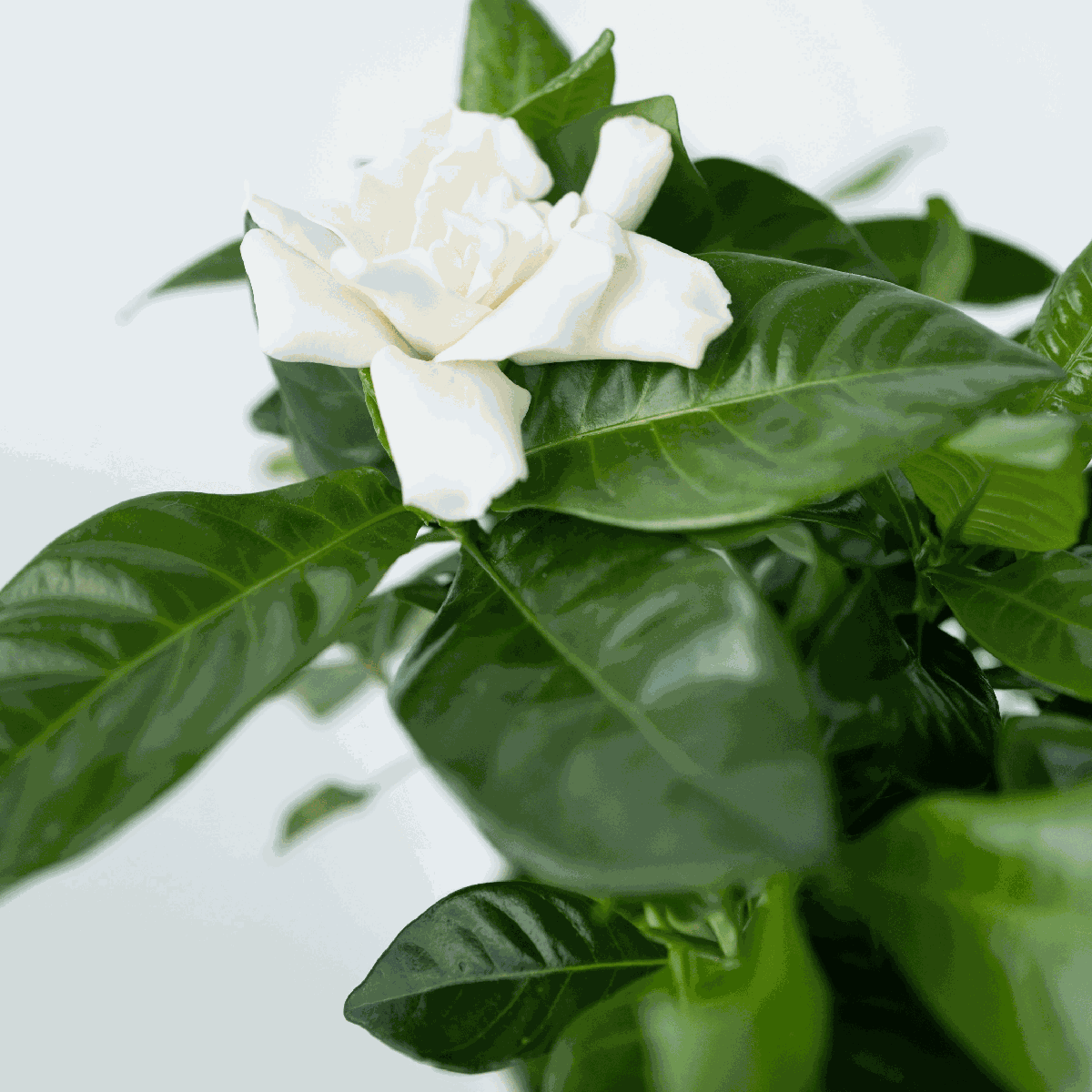 Gardenie iasomie - Gardenia jasminoides - Înălţime 20-30cm - ⌀13cm