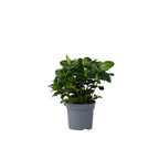 Gardenie iasomie - Gardenia jasminoides - Înălţime 20-30cm - ⌀13cm