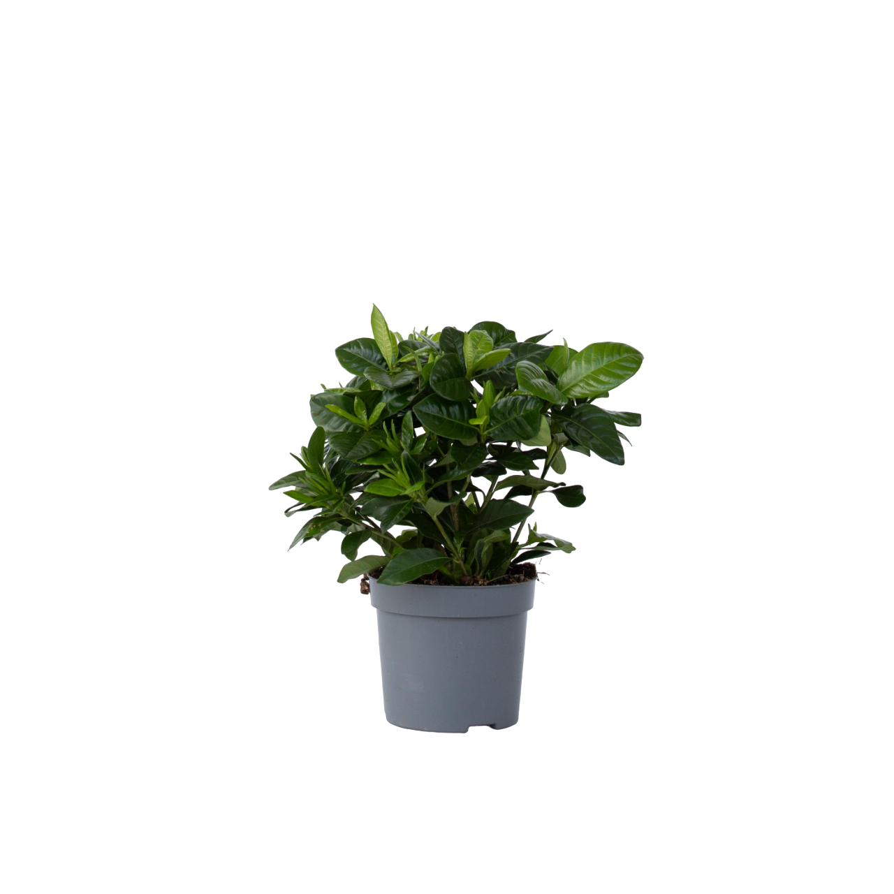 Gardenie iasomie - Gardenia jasminoides - Înălţime 20-30cm - ⌀13cm