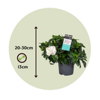 Gardenie iasomie - Gardenia jasminoides - Înălţime 20-30cm - ⌀13cm