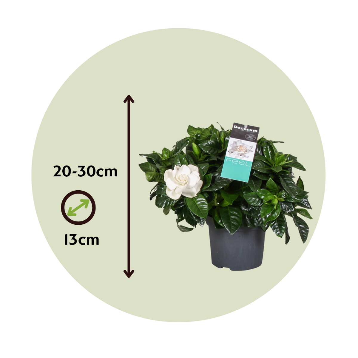 Gardenie iasomie - Gardenia jasminoides - Înălţime 20-30cm - ⌀13cm