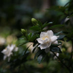 Gardenie iasomie - 2 buc - Gardenia jasminoides - Înălţime 20-30cm - ⌀13cm