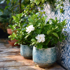 Gardenie iasomie - 2 buc - Gardenia jasminoides - Înălţime 20-30cm - ⌀13cm