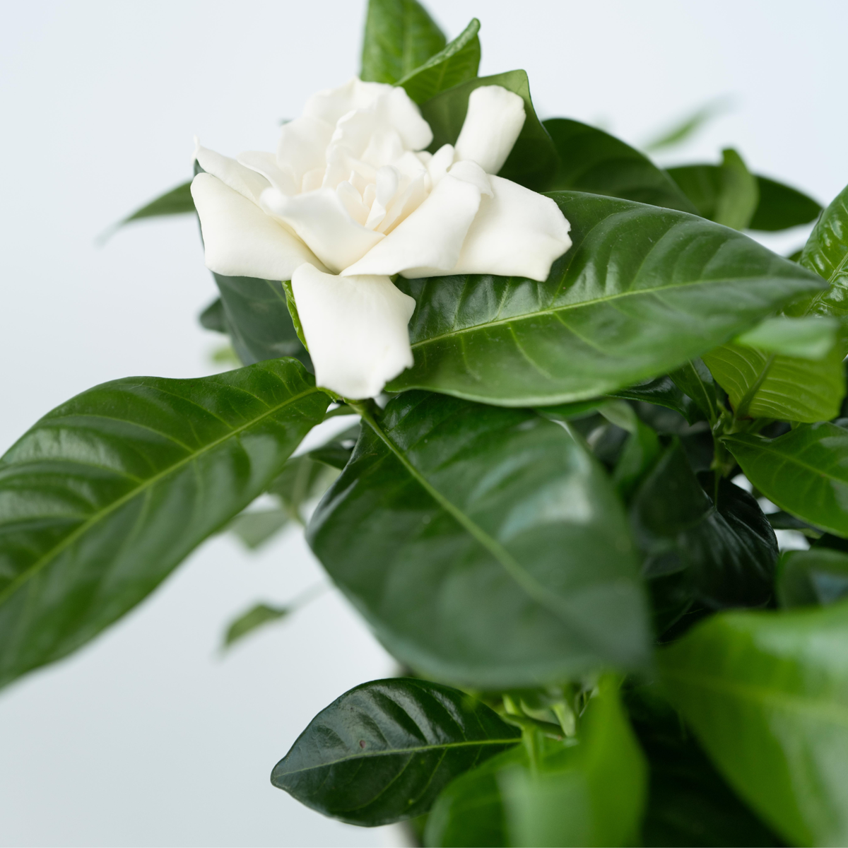 Gardenie iasomie - 2 buc - Gardenia jasminoides - Înălţime 20-30cm - ⌀13cm