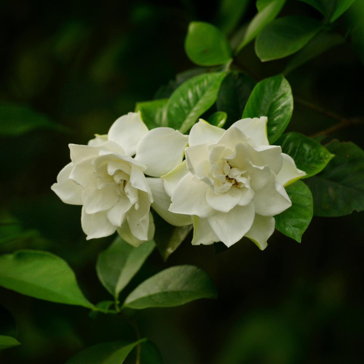 Gardenie iasomie - 2 buc - Gardenia jasminoides - Înălţime 20-30cm - ⌀13cm