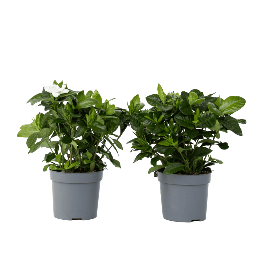 Gardenie iasomie - 2 buc - Gardenia jasminoides - Înălţime 20-30cm - ⌀13cm