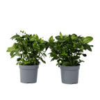 Gardenie iasomie - 2 buc - Gardenia jasminoides - Înălţime 20-30cm - ⌀13cm
