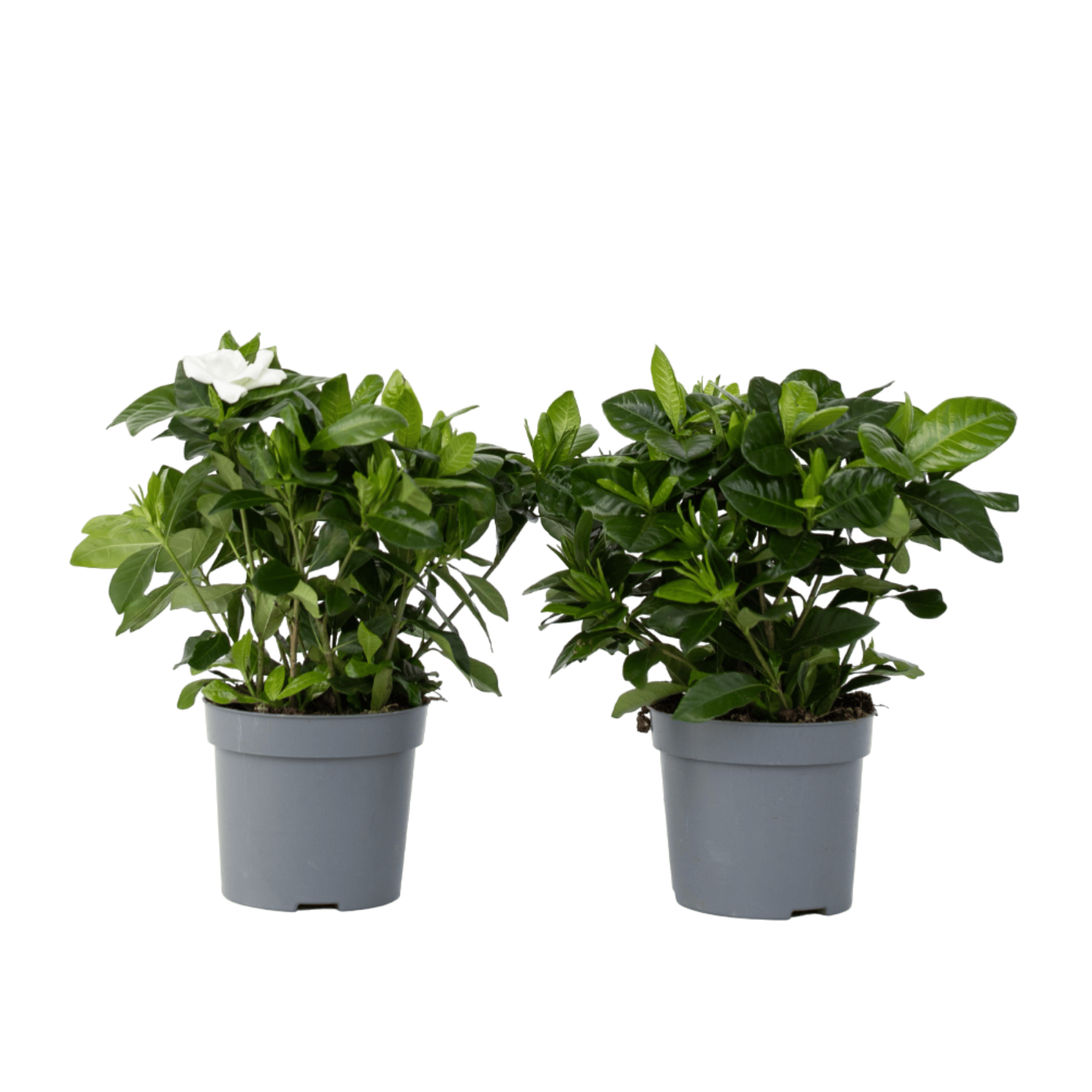 Gardenie iasomie - 2 buc - Gardenia jasminoides - Înălţime 20-30cm - ⌀13cm