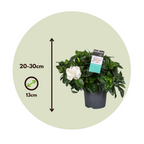 Gardenie iasomie - 2 buc - Gardenia jasminoides - Înălţime 20-30cm - ⌀13cm