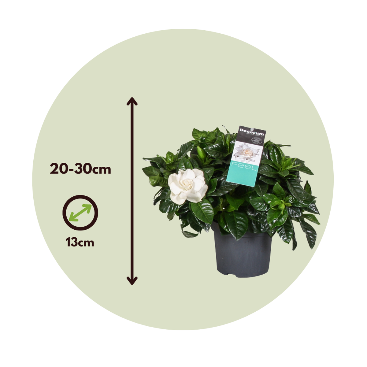 Gardenie iasomie - 4 buc - Gardenia jasminoides - Înălţime 20-30cm - ⌀13cm