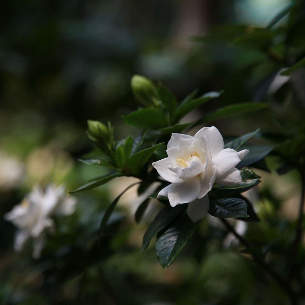Gardenie iasomie - 4 buc - Gardenia jasminoides - Înălţime 20-30cm - ⌀13cm