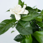 Gardenie iasomie - 4 buc - Gardenia jasminoides - Înălţime 20-30cm - ⌀13cm