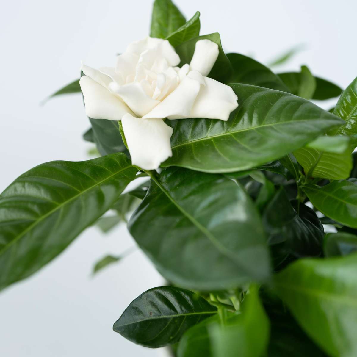 Gardenie iasomie - 4 buc - Gardenia jasminoides - Înălţime 20-30cm - ⌀13cm