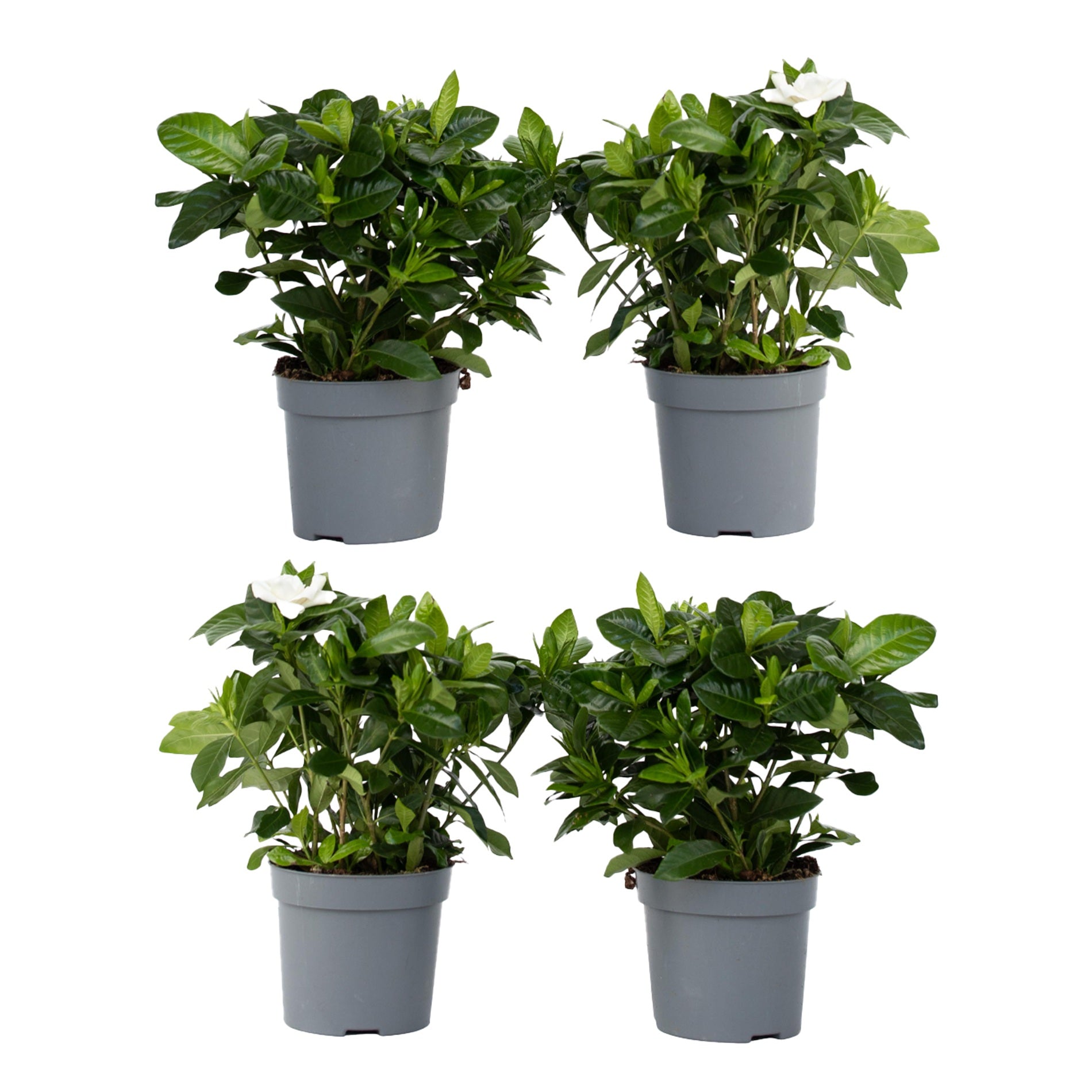 Gardenie iasomie - 4 buc - Gardenia jasminoides - Înălţime 20-30cm - ⌀13cm