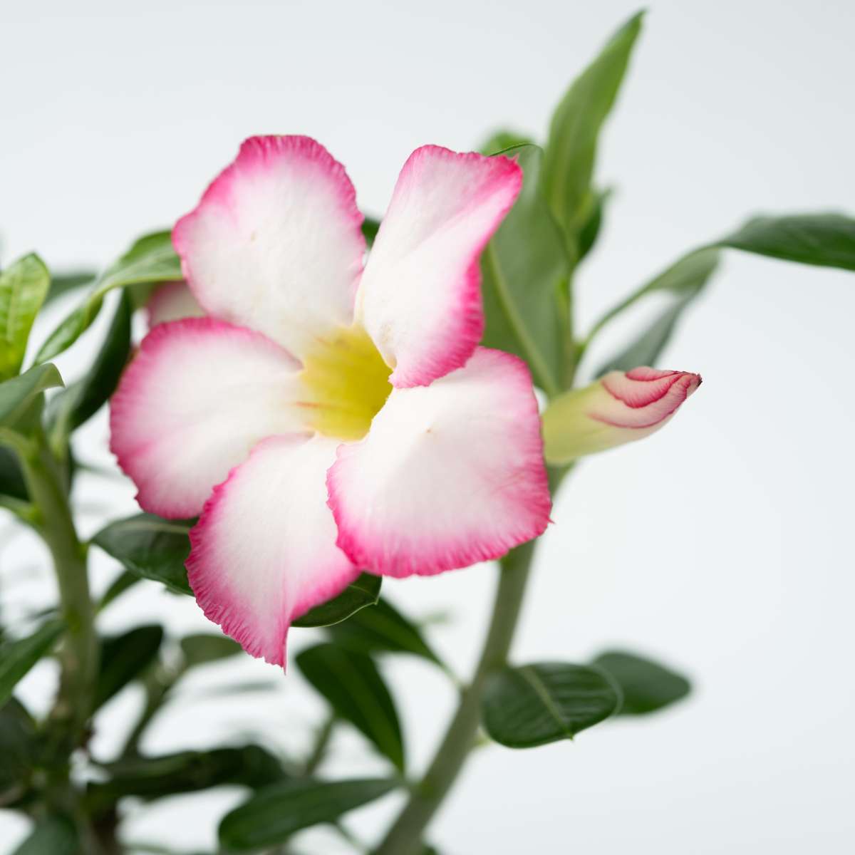 Trandafirul deșertului - Adenium obesum 'Pink Star' - Înălţime 30-45cm - ⌀13cm