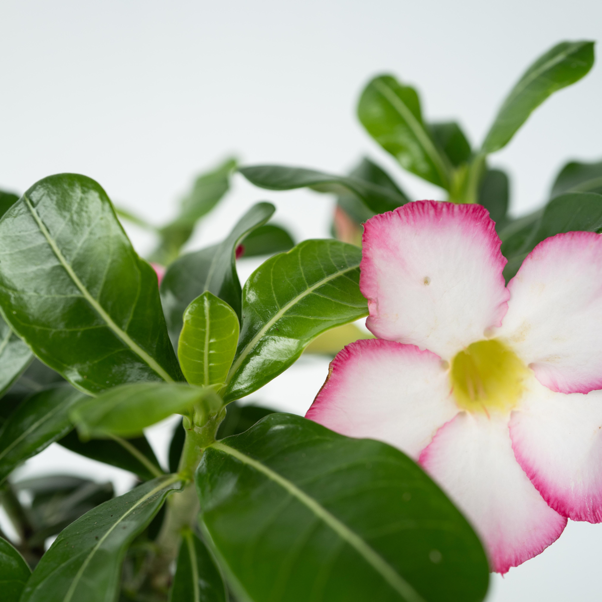 Trandafirul deșertului - Adenium obesum 'Pink Star' - Înălţime 30-45cm - ⌀13cm