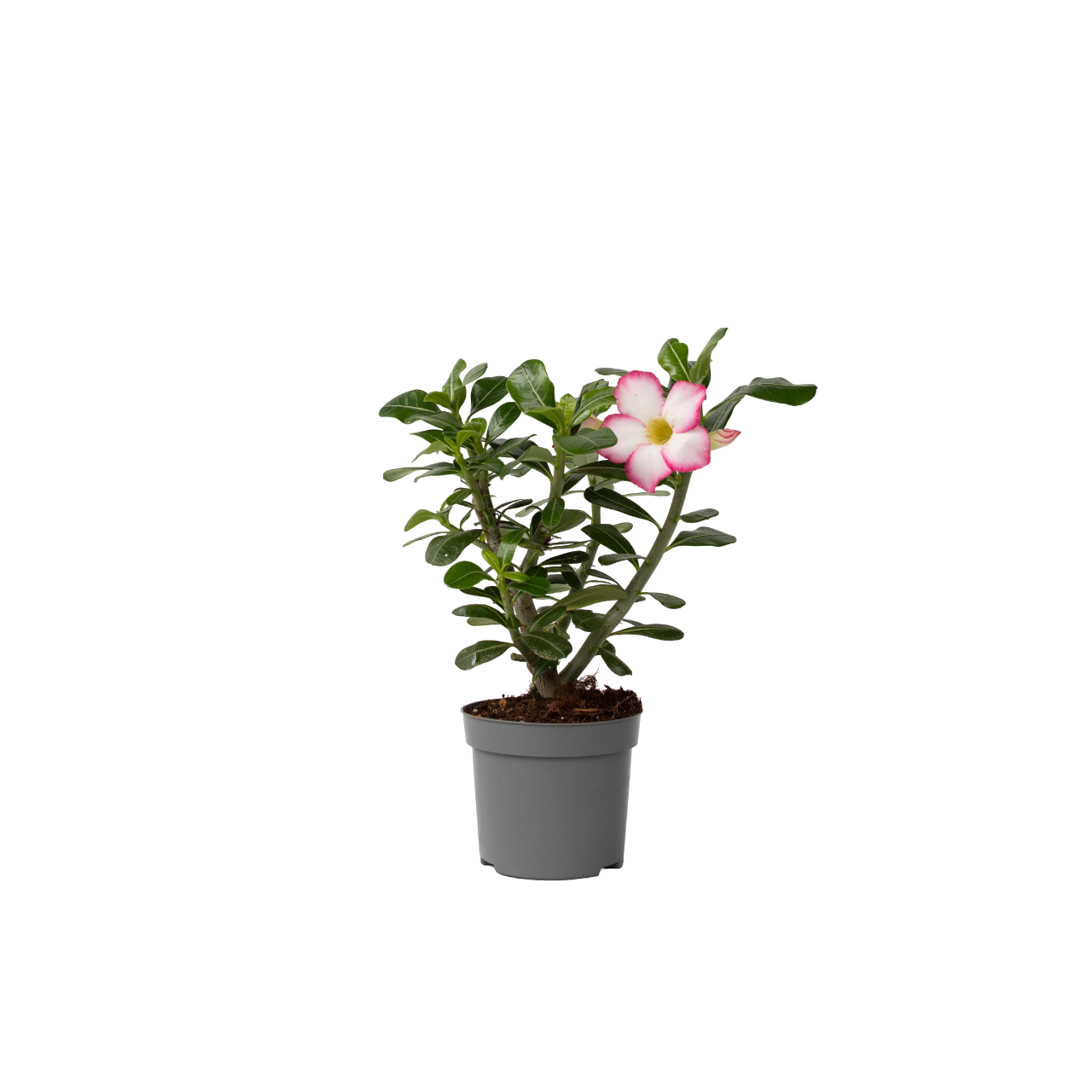 Trandafirul deșertului - Adenium obesum 'Pink Star' - Înălţime 30-45cm - ⌀13cm