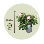 Trandafirul deșertului - Adenium obesum 'Pink Star' - Înălţime 30-45cm - ⌀13cm
