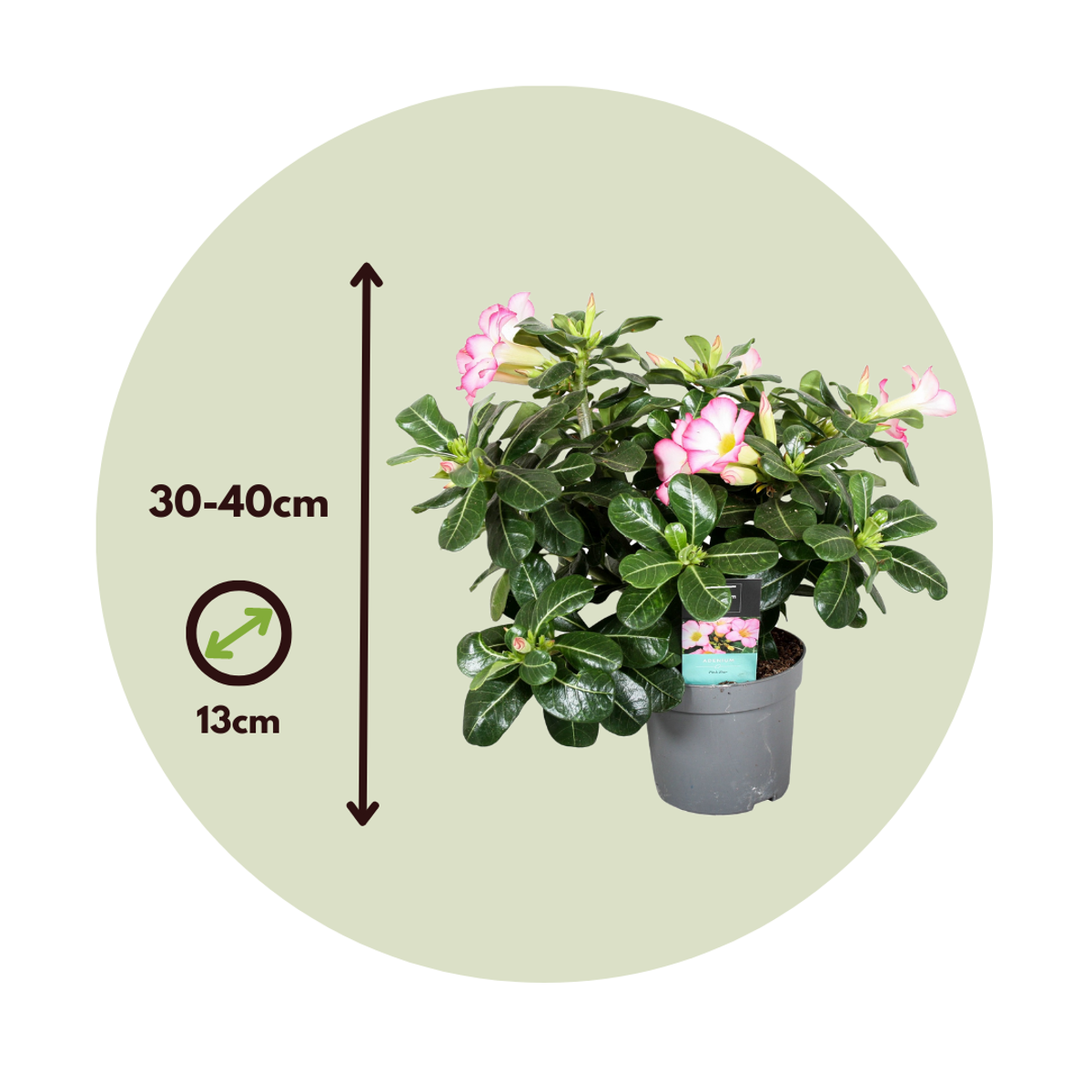 Trandafirul deșertului - Adenium obesum 'Pink Star' - Înălţime 30-45cm - ⌀13cm
