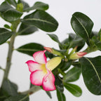 Trandafirul deșertului - 2 buc - Adenium obesum - Înălţime 30-45cm - ⌀13cm