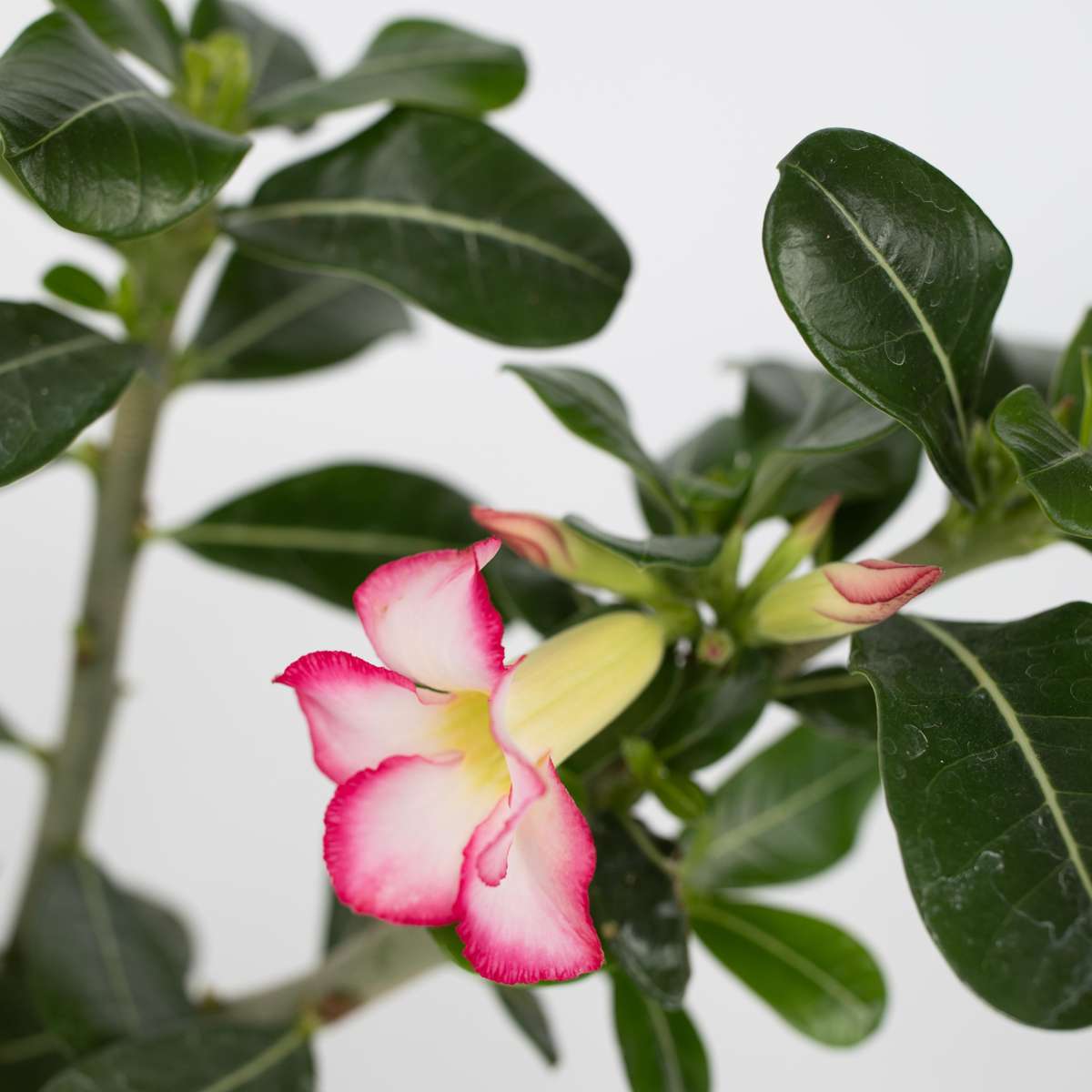 Trandafirul deșertului - 2 buc - Adenium obesum - Înălţime 30-45cm - ⌀13cm
