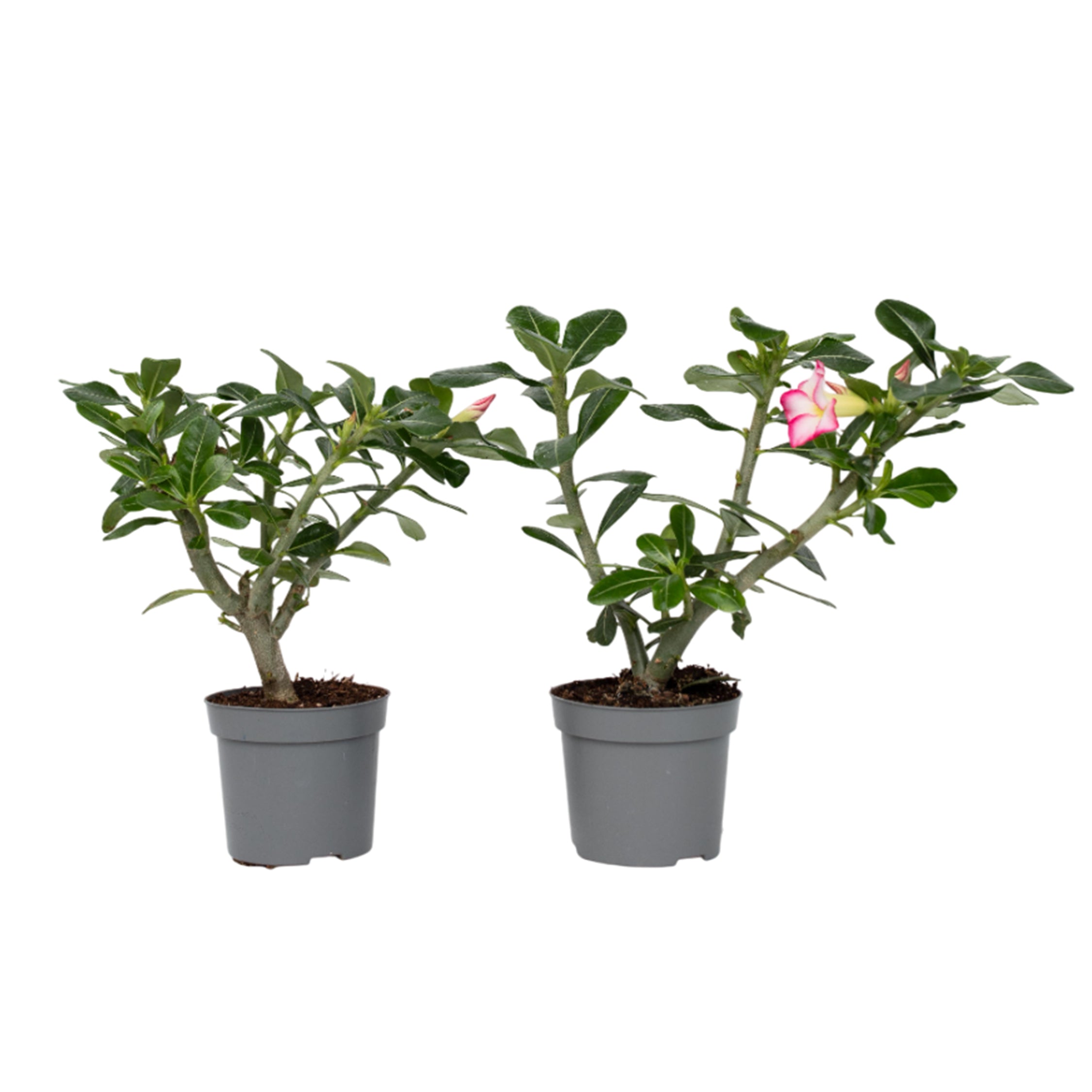 Trandafirul deșertului - 2 buc - Adenium obesum - Înălţime 30-45cm - ⌀13cm