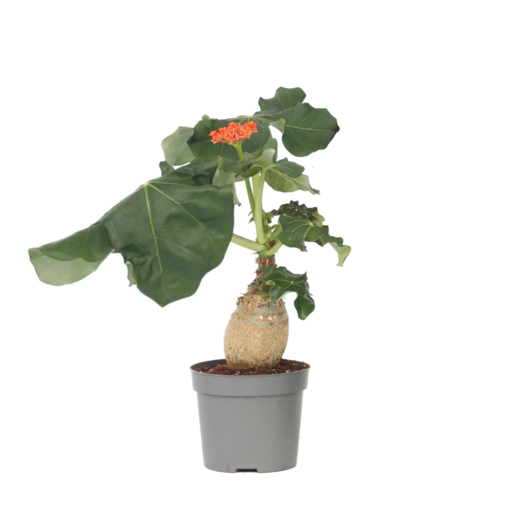 Arborele sticlei - Jatropha podagrica - Înălţime 25-45cm - ⌀13cm