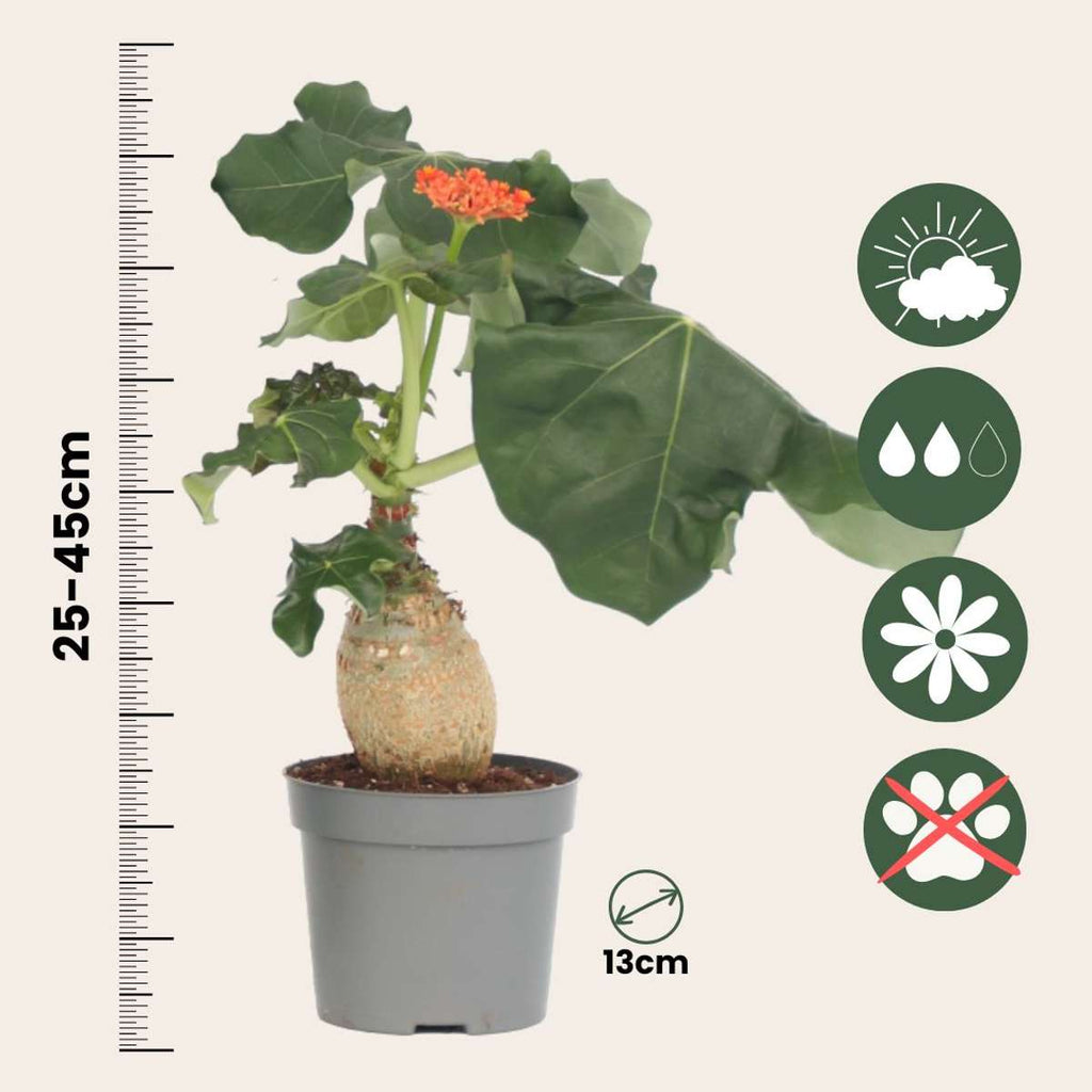 Arborele sticlei - Jatropha podagrica - Înălţime 25-45cm - ⌀13cm