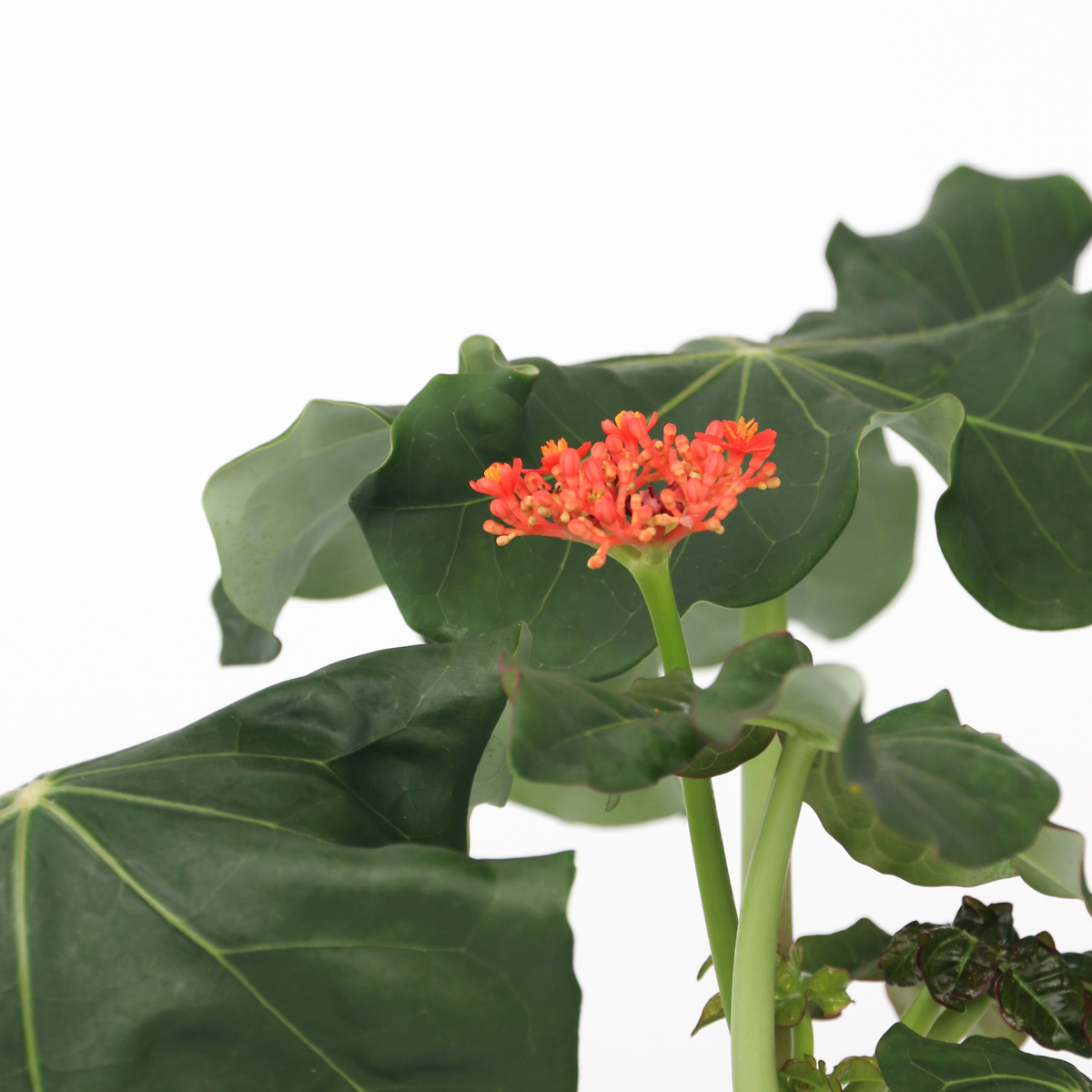 Arborele sticlei - 2 buc - Jatropha podagrica - Înălţime 25-45cm - ⌀13cm