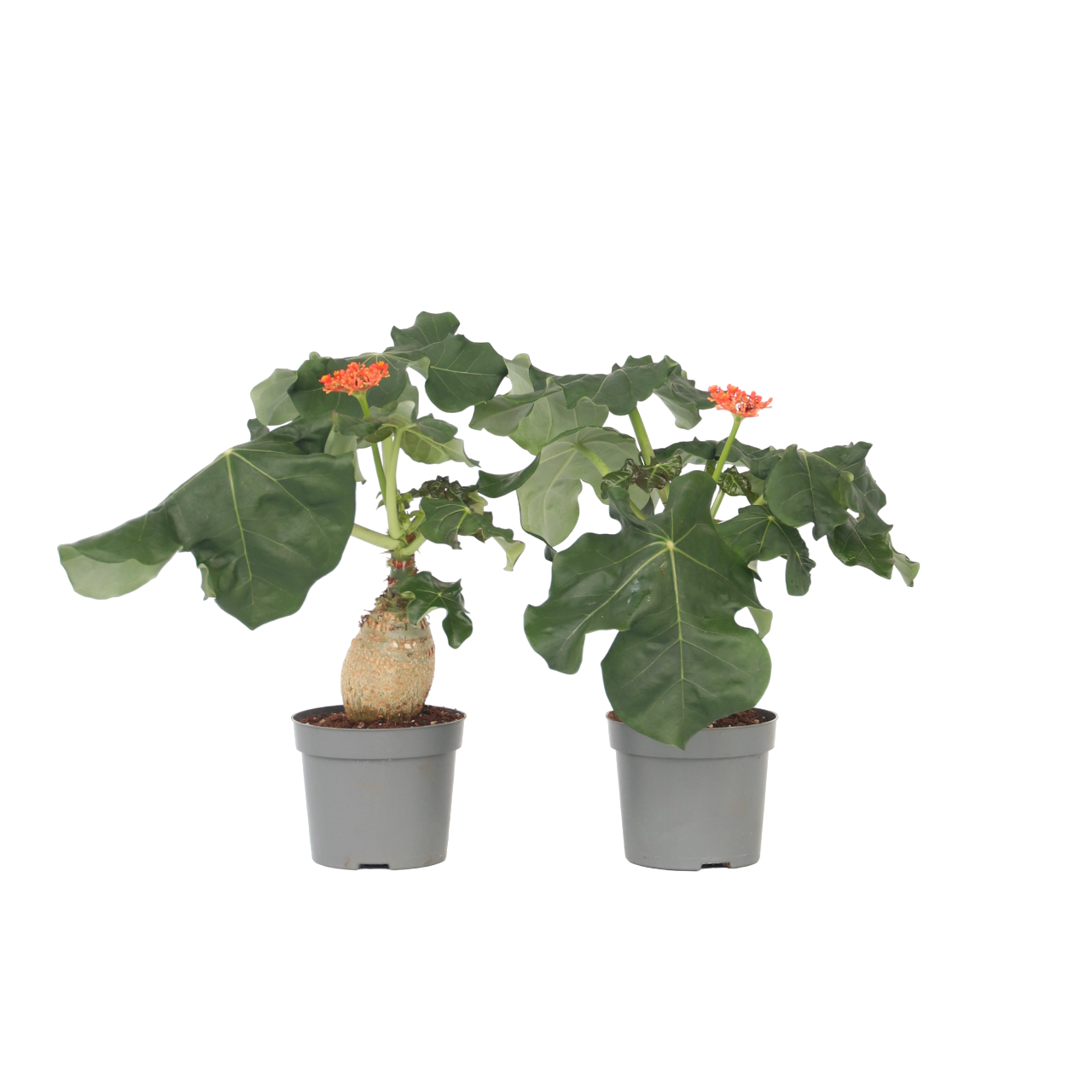 Arborele sticlei - 2 buc - Jatropha podagrica - Înălţime 25-45cm - ⌀13cm