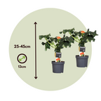 Arborele sticlei - 2 buc - Jatropha podagrica - Înălţime 25-45cm - ⌀13cm