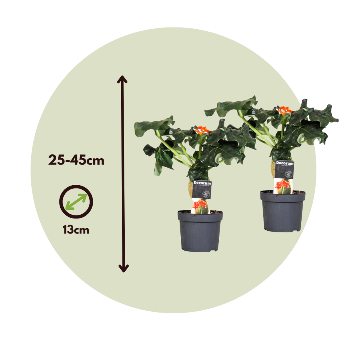 Arborele sticlei - 2 buc - Jatropha podagrica - Înălţime 25-45cm - ⌀13cm