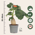 Arborele sticlei - 2 buc - Jatropha podagrica - Înălţime 25-45cm - ⌀13cm