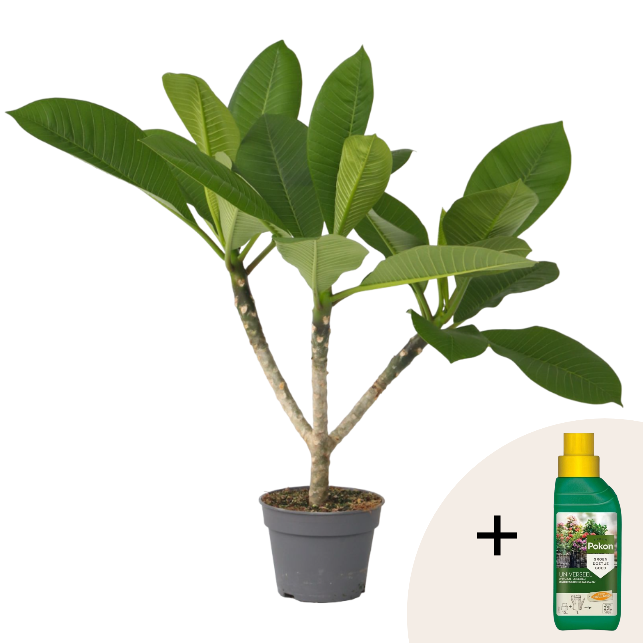 Frangipani + hrana vegetala - Plumeria rubra - Înălţime 45-55cm - ⌀17cm