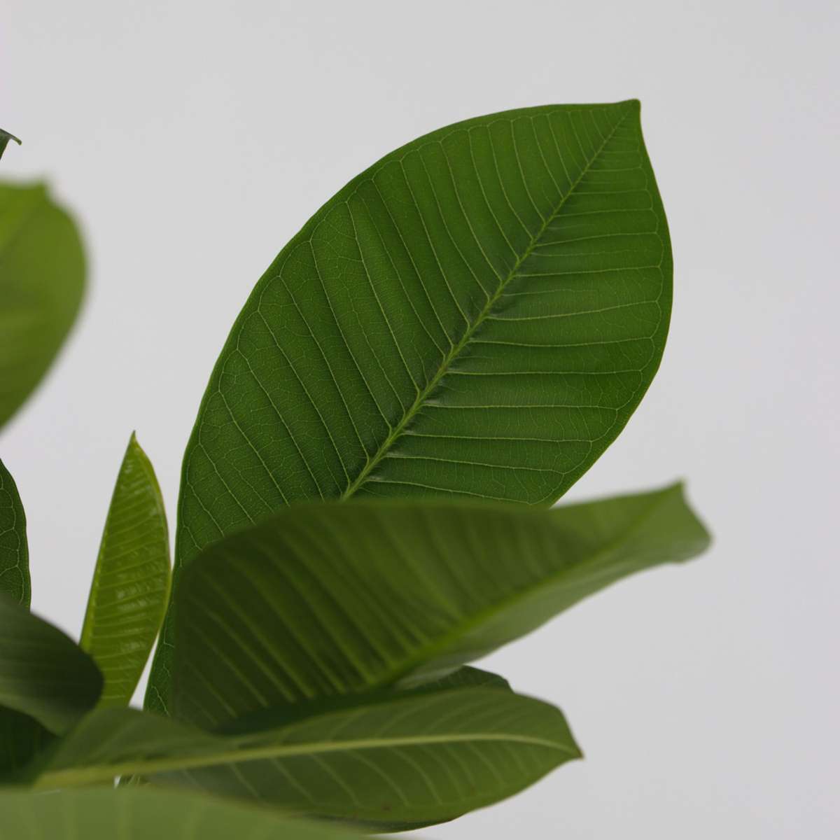 Frangipani + hrana vegetala - Plumeria rubra - Înălţime 45-55cm - ⌀17cm