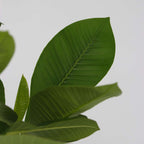 Frangipani - 2 buc - Plumeria rubra - Înălţime 45-55cm - ⌀17cm