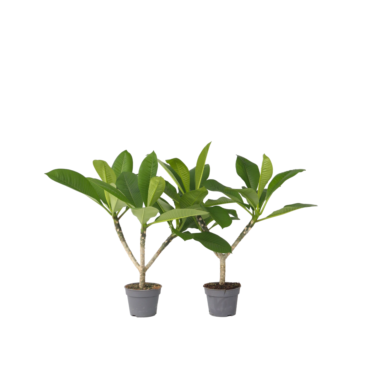 Frangipani - 2 buc - Plumeria rubra - Înălţime 45-55cm - ⌀17cm