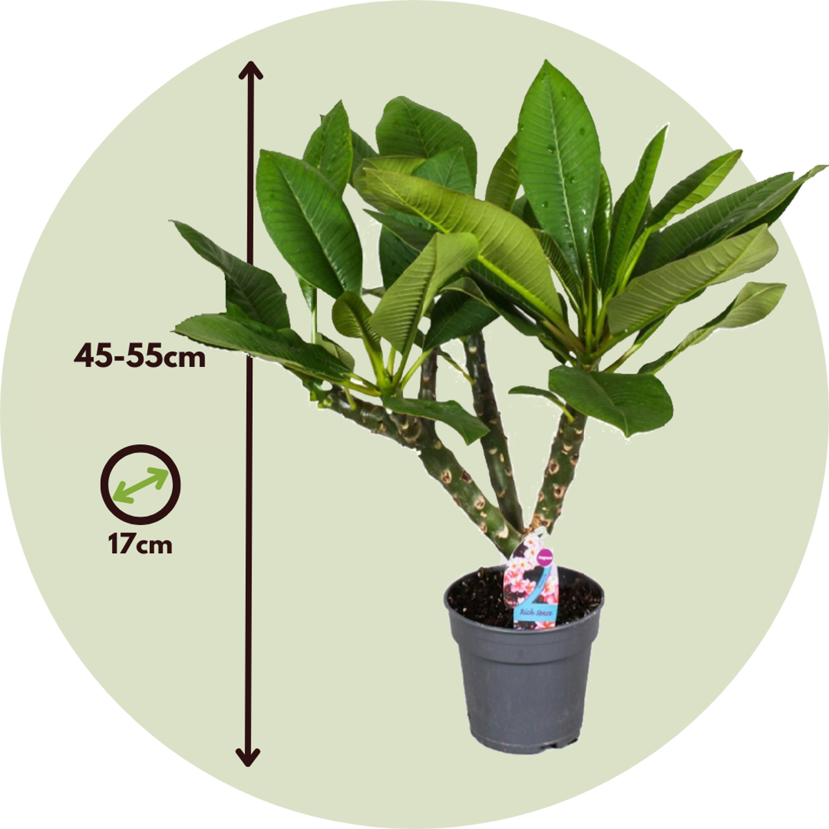Frangipani - 2 buc - Plumeria rubra - Înălţime 45-55cm - ⌀17cm