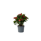 Coronița lui Hristos - Euphorbia 'Milii' - Înălţime 25-35cm - ⌀13cm