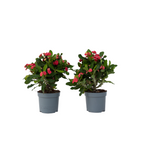 Coronița lui Hristos - 2 buc - Euphorbia 'Milii' - Înălţime 25-35cm - ⌀13cm