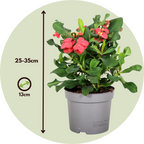 Coronița lui Hristos - 2 buc - Euphorbia 'Milii' - Înălţime 25-35cm - ⌀13cm