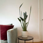 Pasărea paradisului - Strelitzia reginae - cu flori - Înălțime 70-100cm - Ø19cm