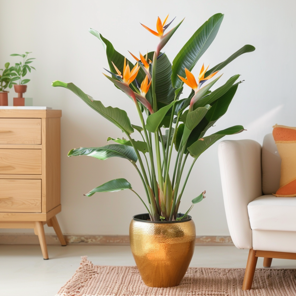 Pasărea paradisului - Strelitzia reginae - cu flori - Înălțime 70-100cm - Ø19cm