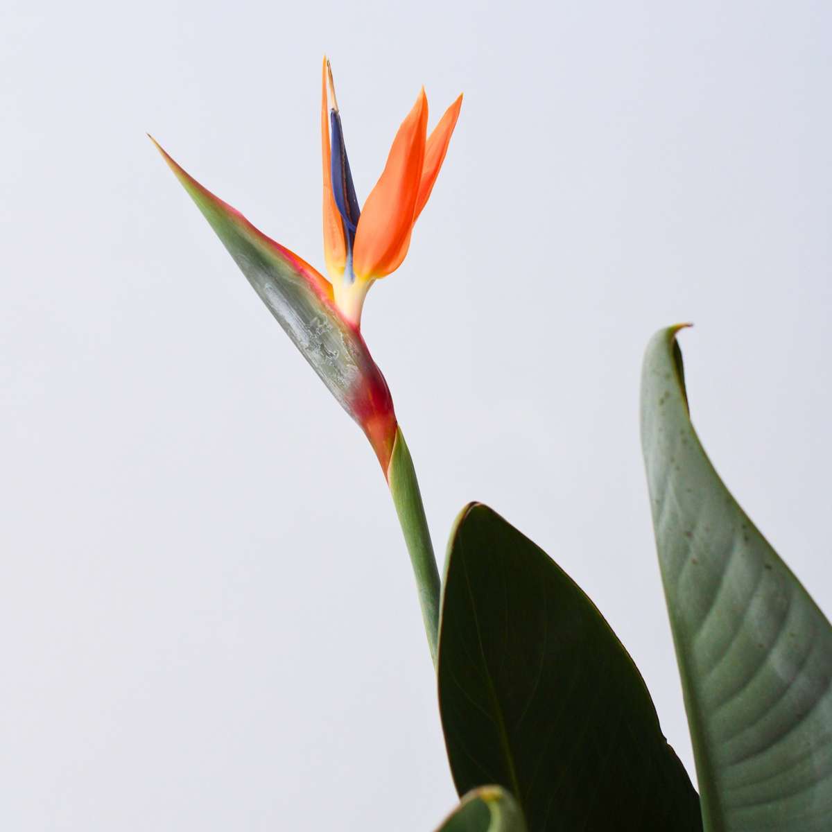 Pasărea paradisului - Strelitzia reginae - cu flori - Înălțime 70-100cm - Ø19cm