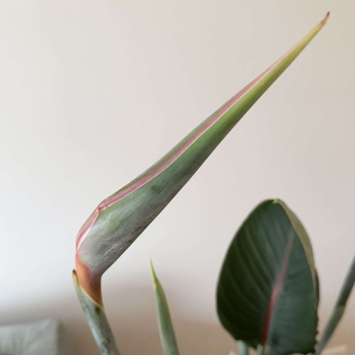 Pasărea paradisului - Strelitzia reginae - cu flori - Înălțime 70-100cm - Ø19cm