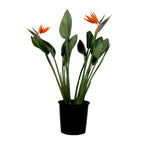 Pasărea paradisului - Strelitzia reginae - cu flori - Înălțime 70-100cm - Ø19cm