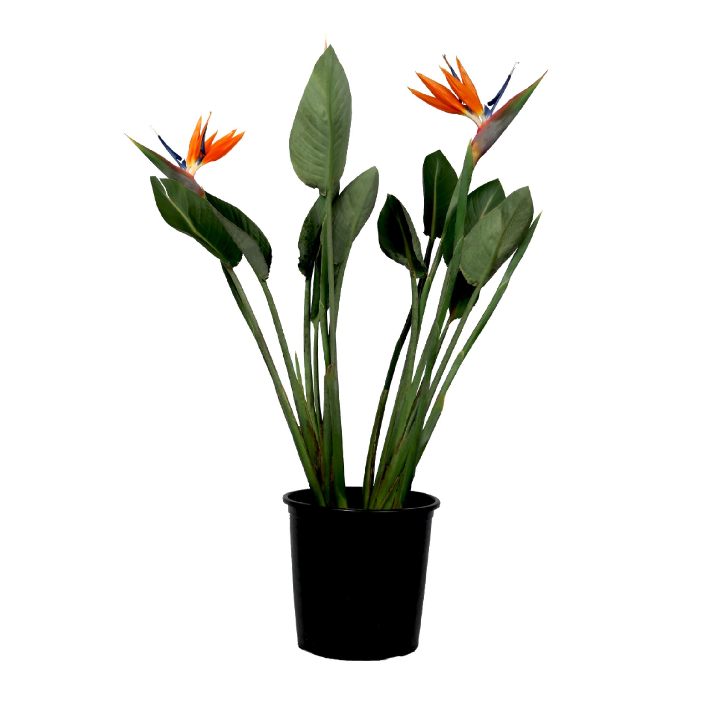Pasărea paradisului - Strelitzia reginae - cu flori - Înălțime 70-100cm - Ø19cm