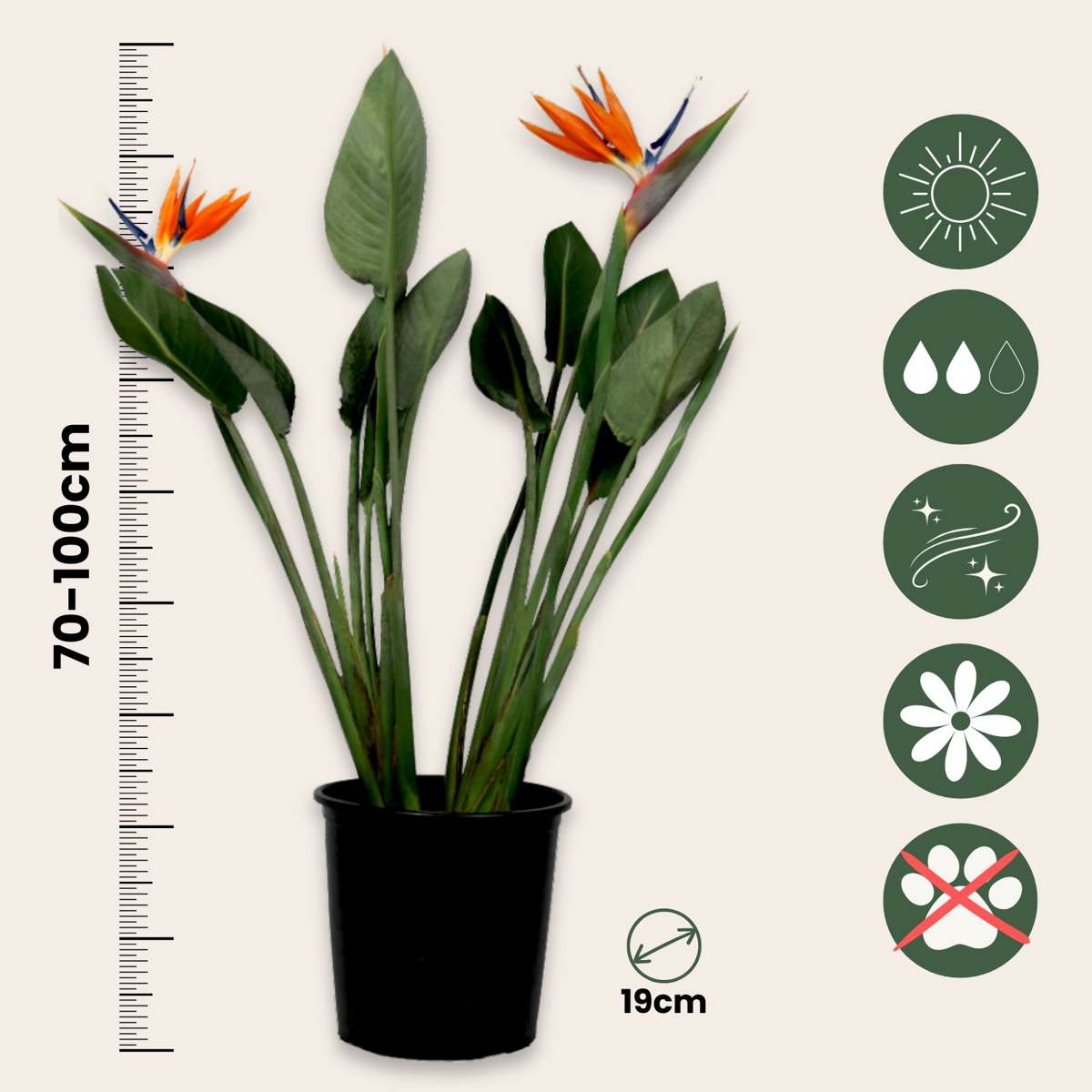 Pasărea paradisului - Strelitzia reginae - cu flori - Înălțime 70-100cm - Ø19cm