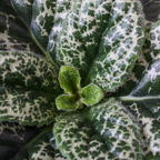 Primula de Cap - Streptocarpus 'Pretty Turtle' - Înălţime 25-35cm - ⌀13cm
