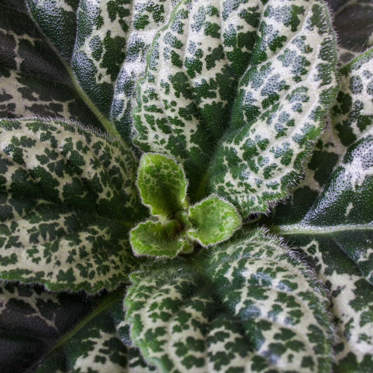 Primula de Cap - Streptocarpus 'Pretty Turtle' - Înălţime 25-35cm - ⌀13cm